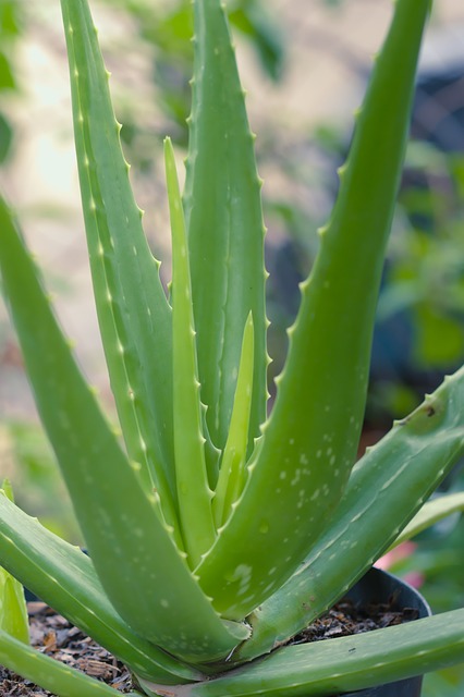 Aloe Active